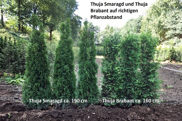 Thuja Brabant oder Thuja Smaragd